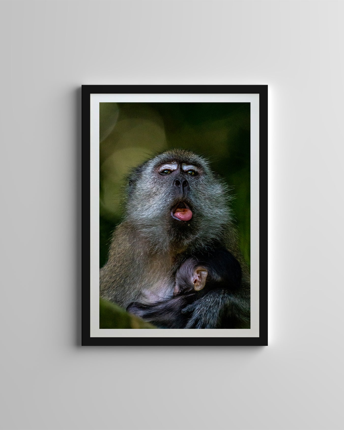 Long Tailed Macaque (Framed Prints)