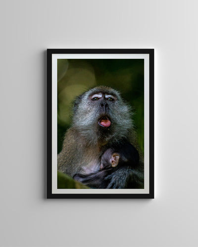 Long Tailed Macaque (Framed Prints)