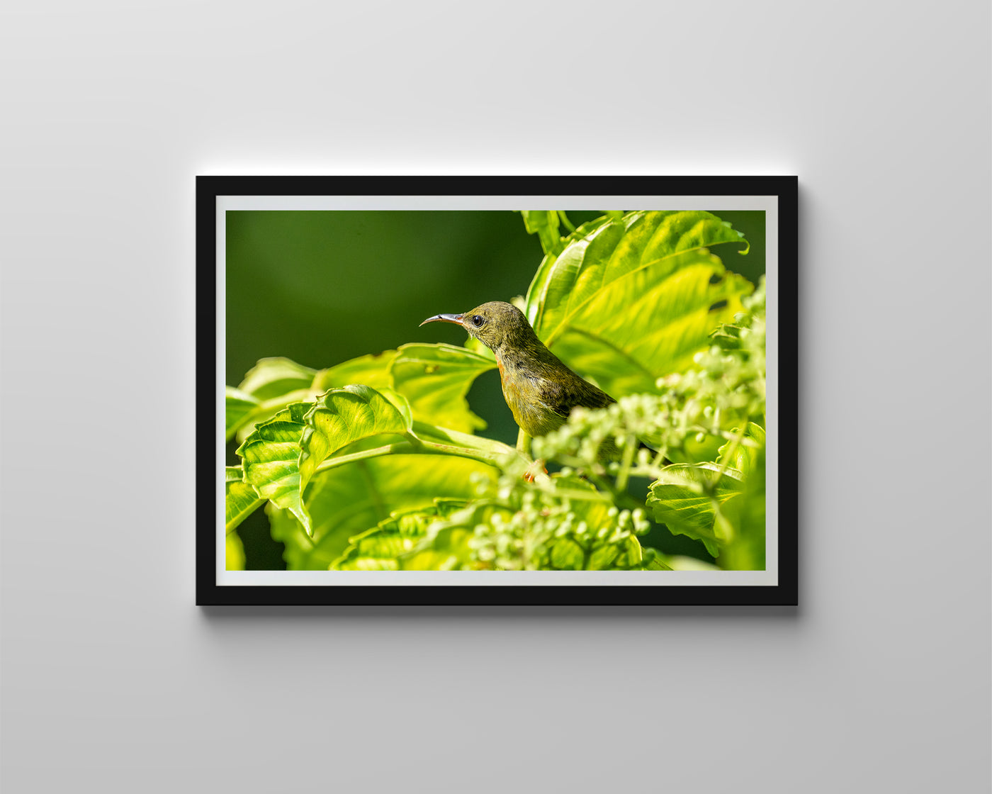 Olive Backed Sunbird (Digital)