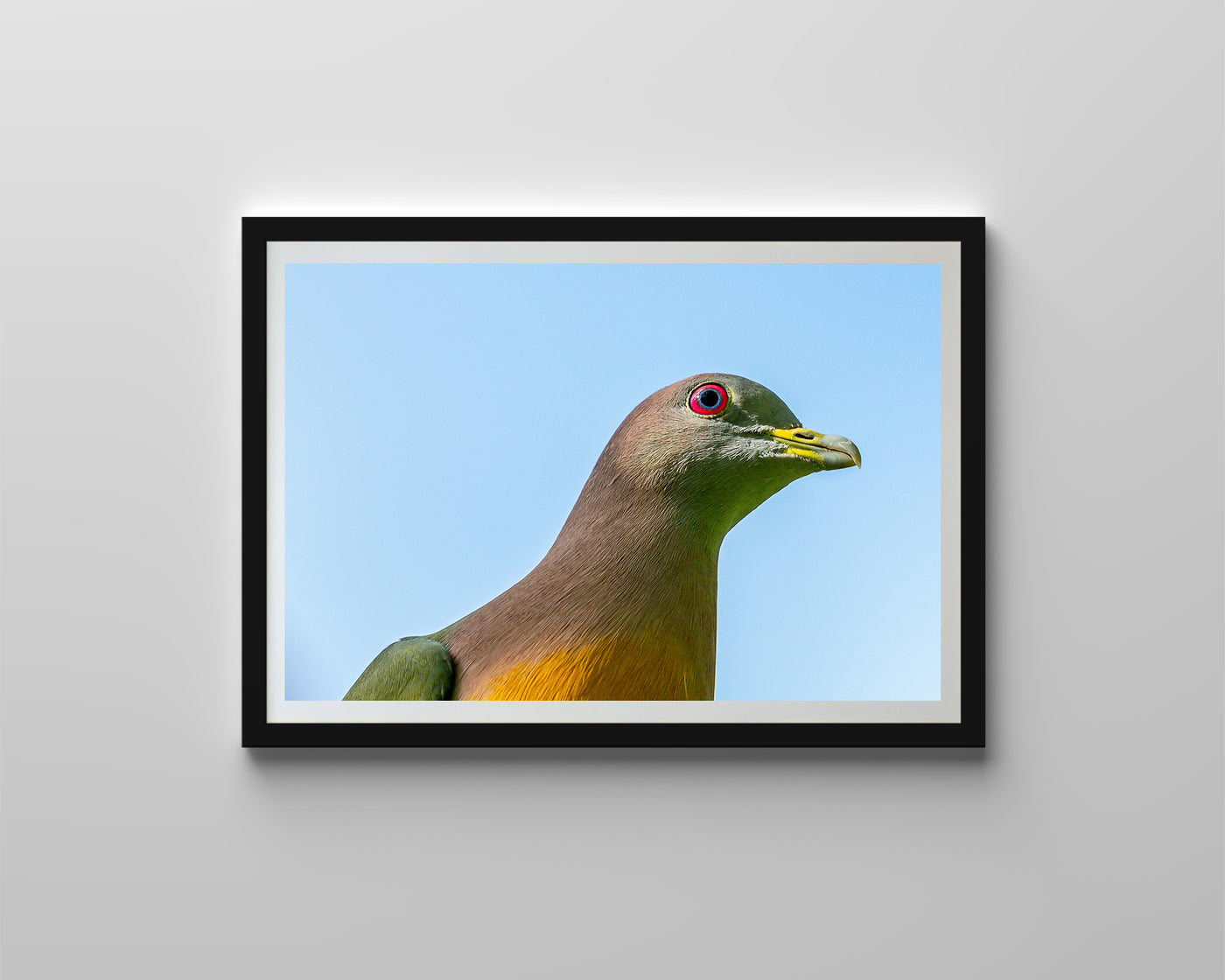 Pink-Necked Pigeon (Digital)