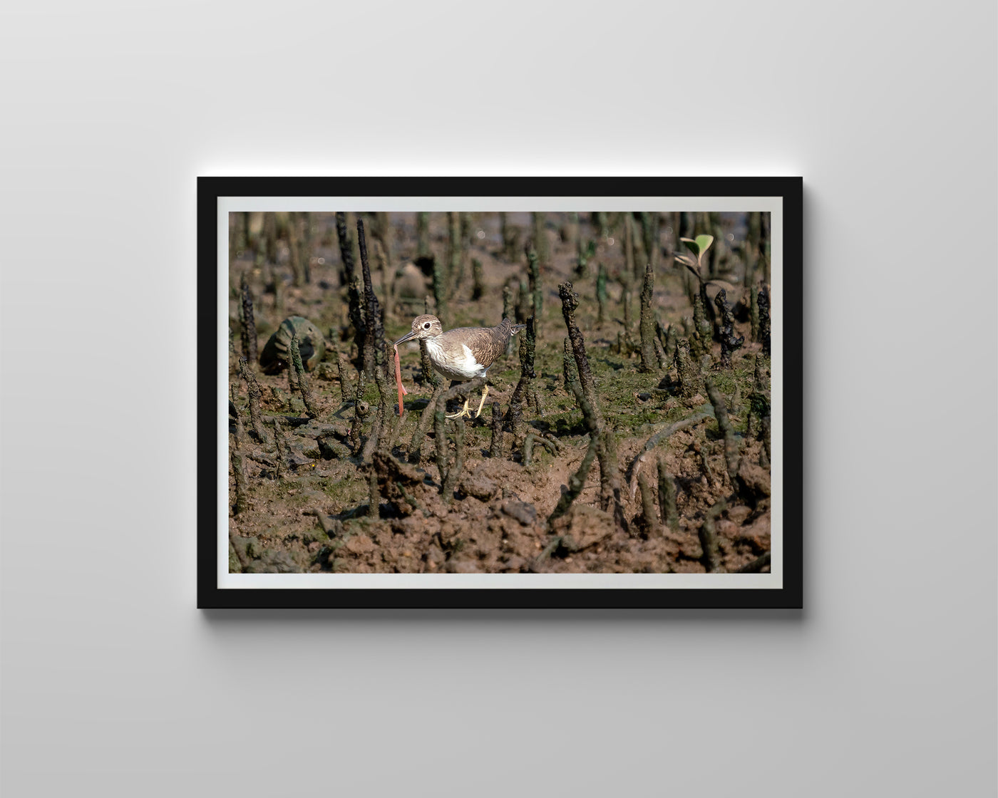 Common Redshank (Framed Prints)
