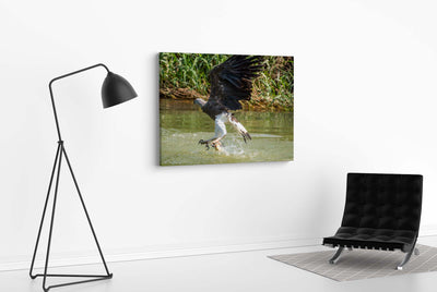Grey Headed Fish Eagle (Canvas Prints)