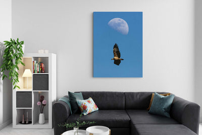 White Bellied Sea Eagle (Canvas Prints)