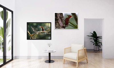 White Throated Kingfisher (Framed Prints)