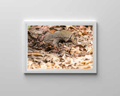 Monitor Lizard (Framed Prints)