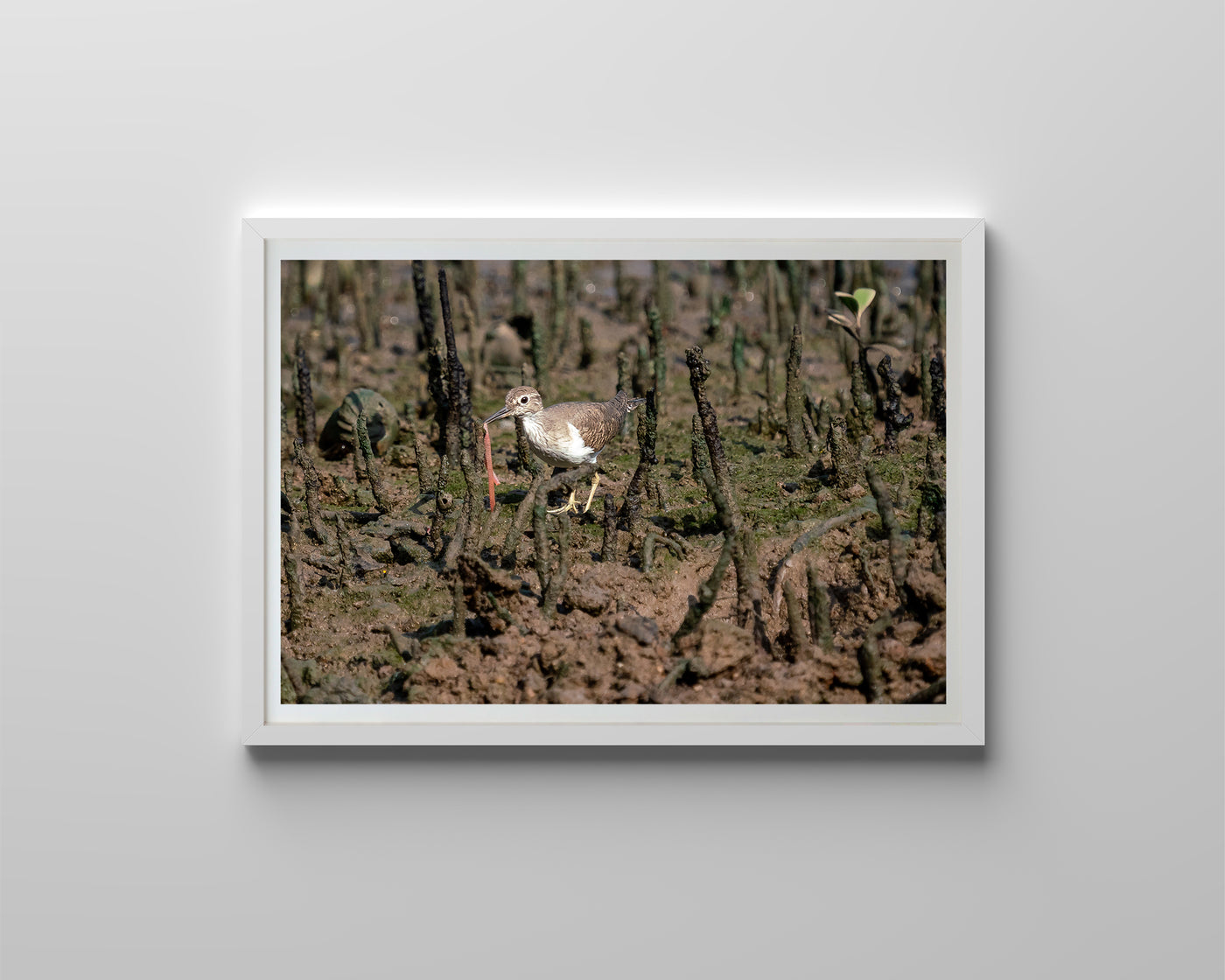Common Redshank (Digital)