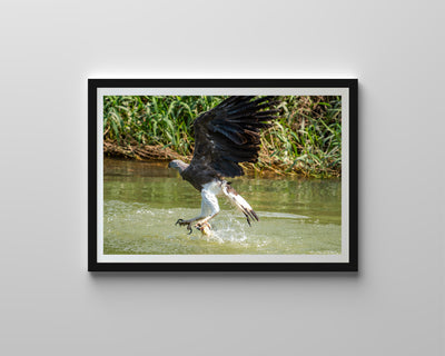 Grey Headed Fish Eagle (Art Prints)