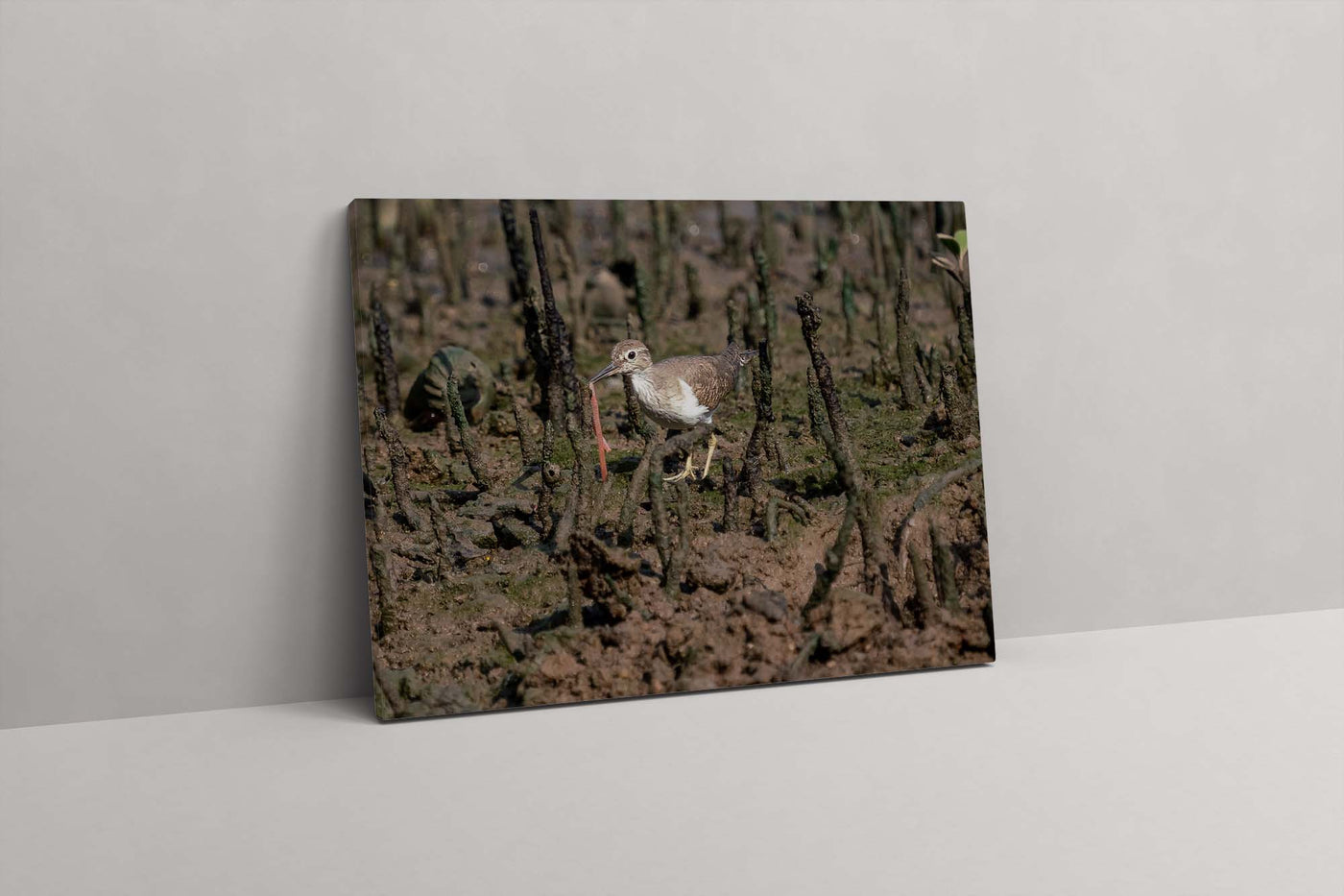 Common Redshank (Canvas Prints)
