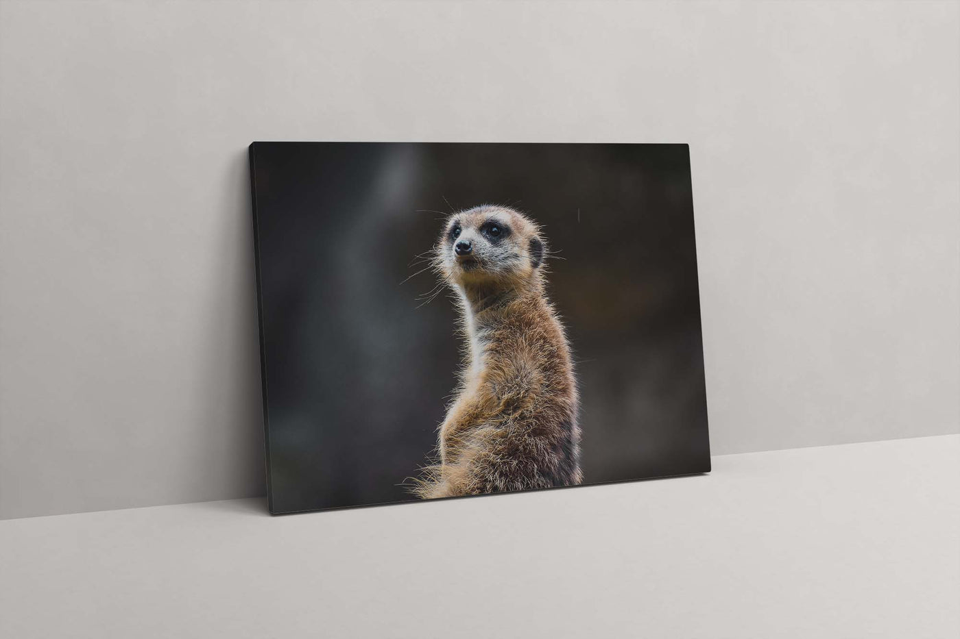 Meerkat  (Canvas Prints)