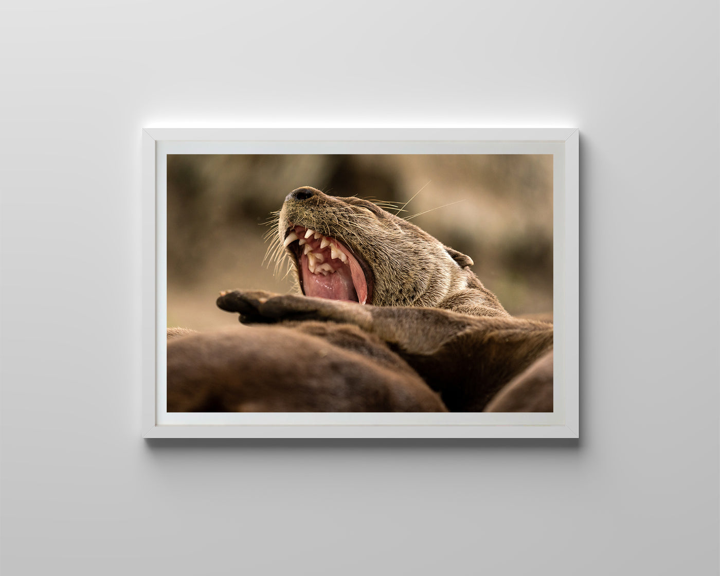 Otters (Framed Prints)