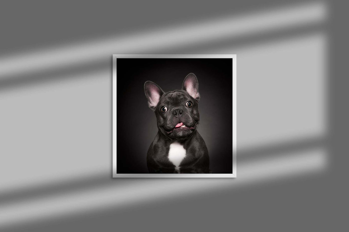 Rocco French Bulldog (Digital)