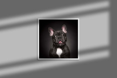 Rocco French Bulldog (Framed Prints)
