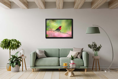 Sunbird (Framed Prints)