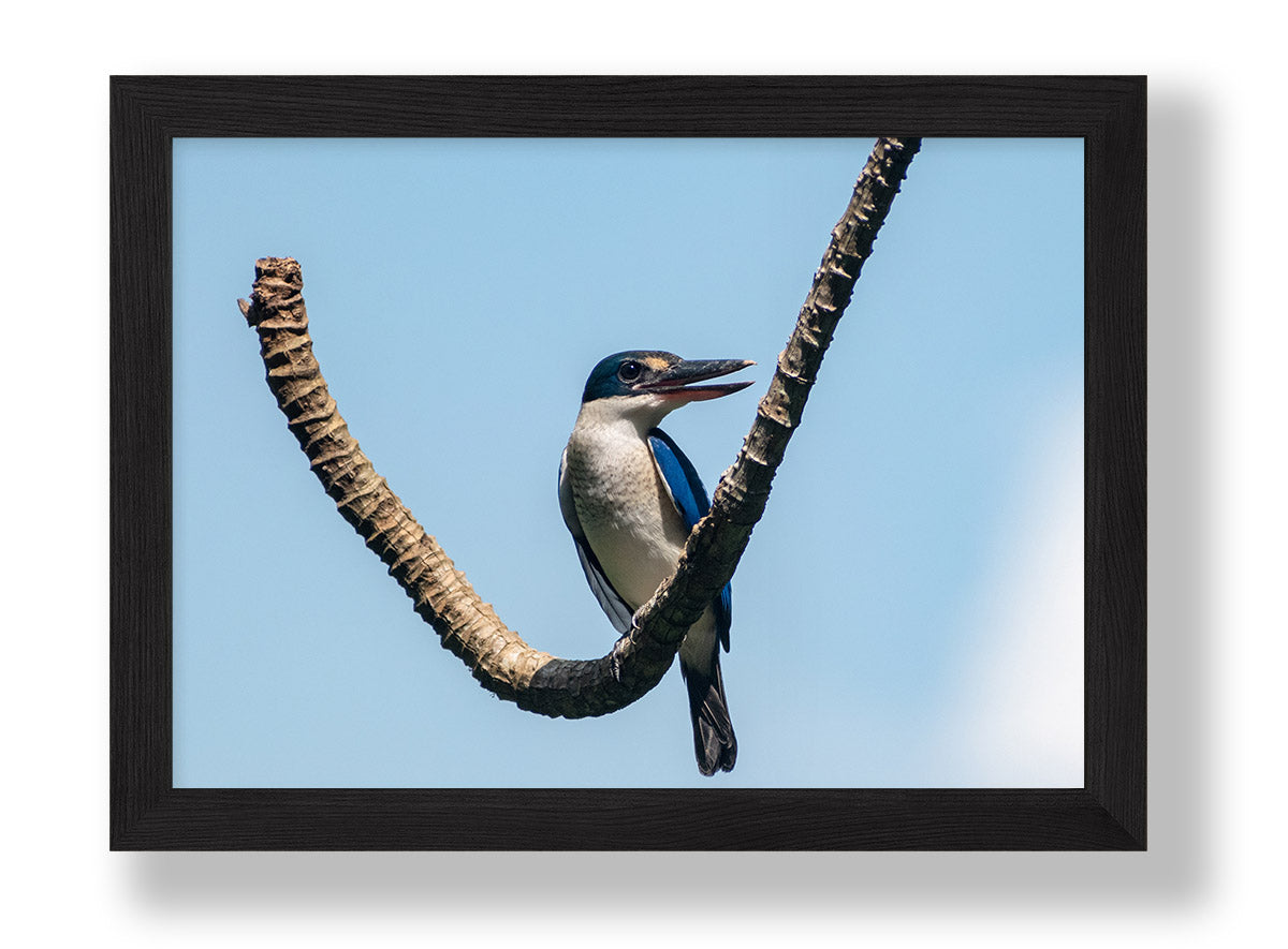 Kingfisher (Digital)