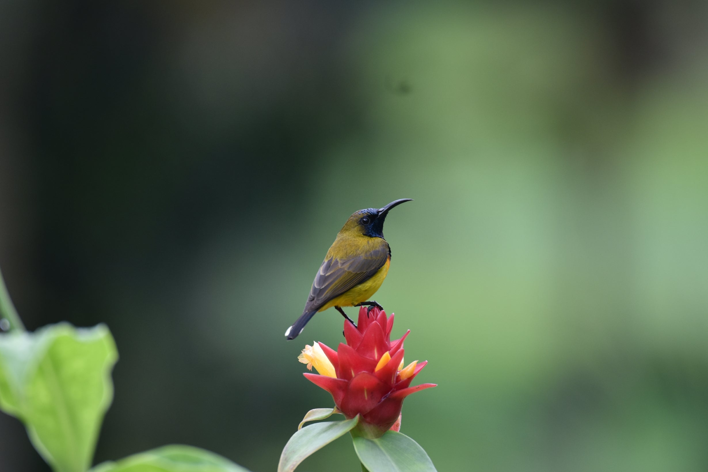 25 Tried and True Tips for Capturing Breathtaking Bird Photos ...