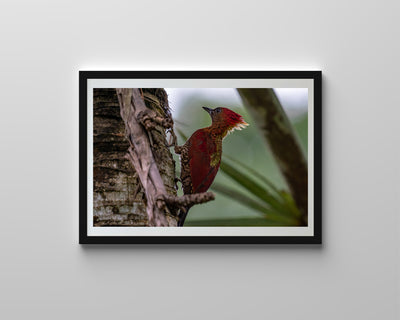 Banded Woodpecker (Art Prints)