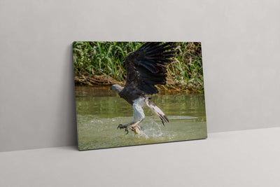 Grey Headed Fish Eagle (Canvas Prints)