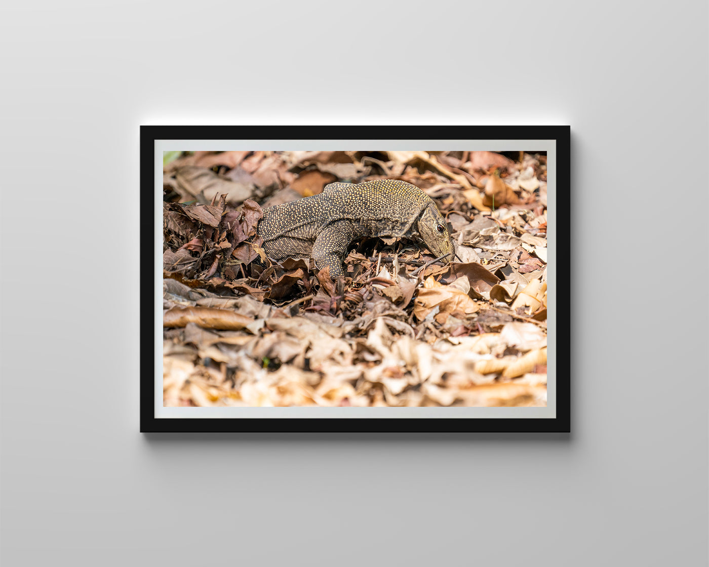 Monitor Lizard (Art Prints)
