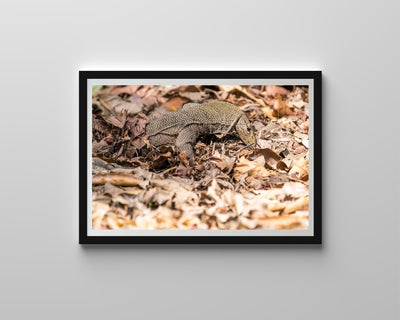 Monitor Lizard (Framed Prints)