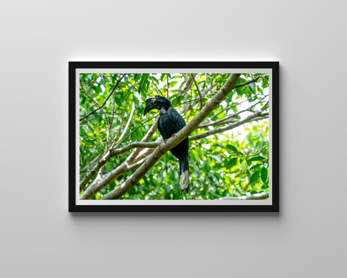 Black Hornbill (Framed Prints)