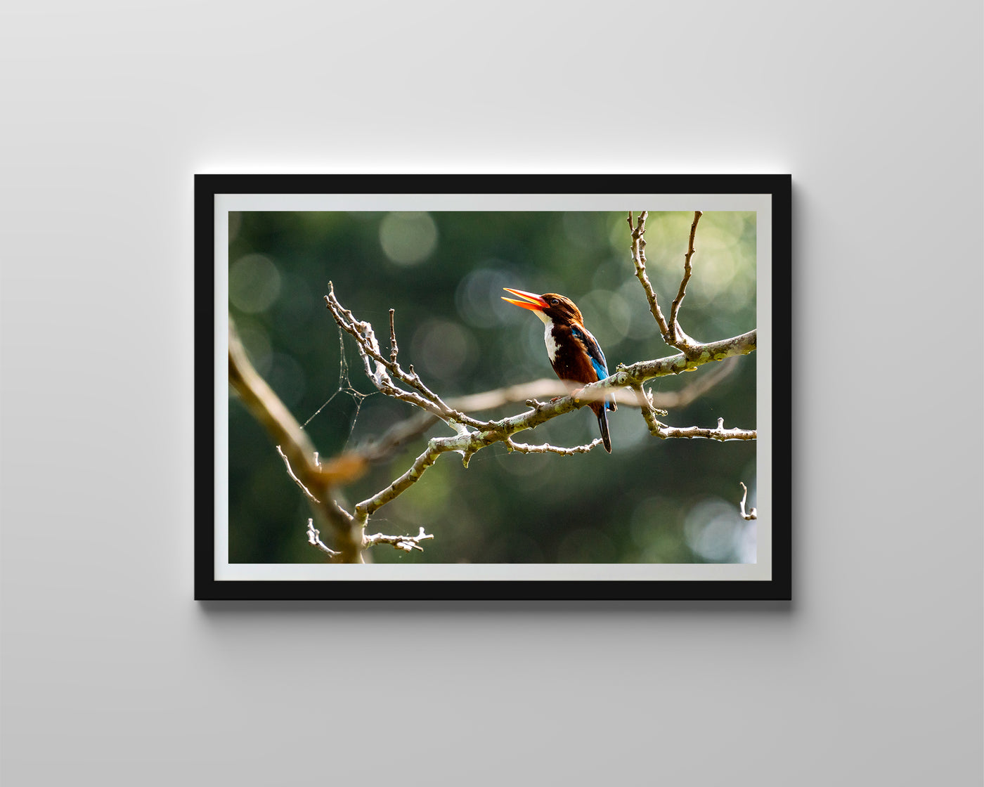 White Throated Kingfisher (Art Prints)