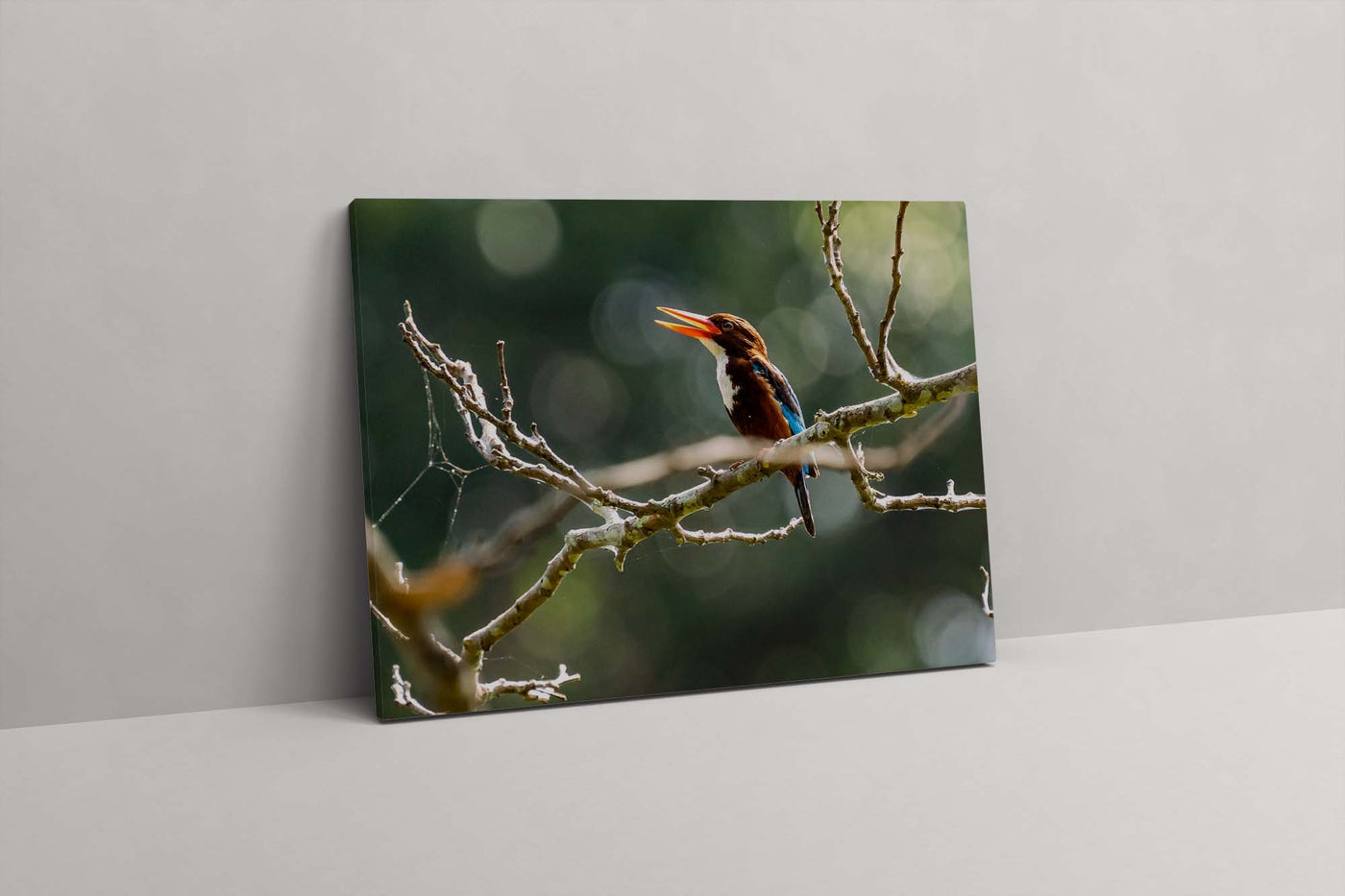 White Throated Kingfisher (Canvas Prints)