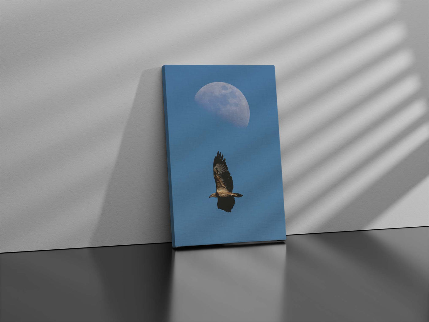 White Bellied Sea Eagle (Canvas Prints)