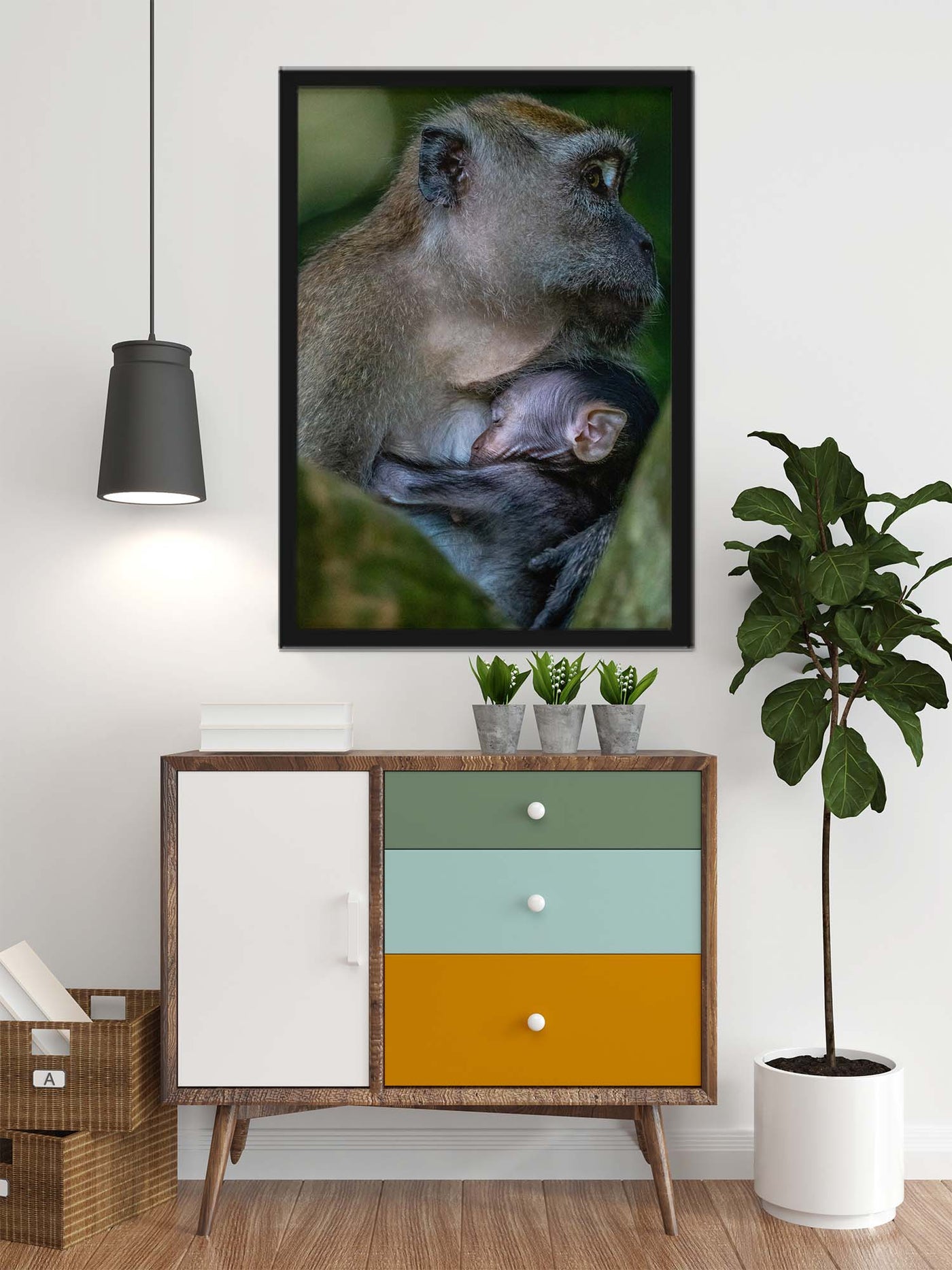 Long Tailed Macaque Cuddle Baby (Framed Prints)
