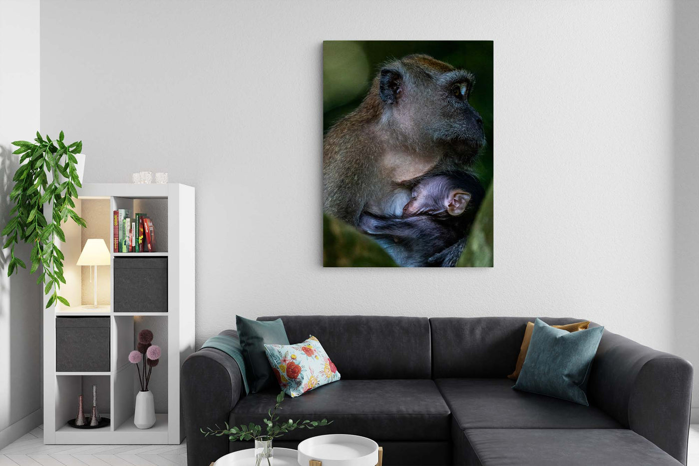 Long Tailed Macaque Cuddle Baby (Canvas Prints)