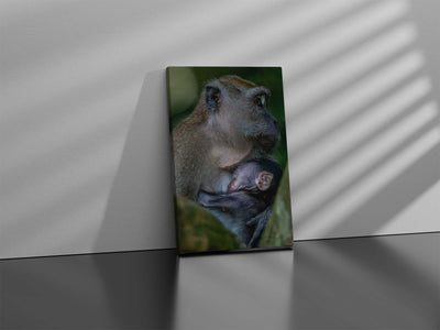 Long Tailed Macaque Cuddle Baby (Canvas Prints)