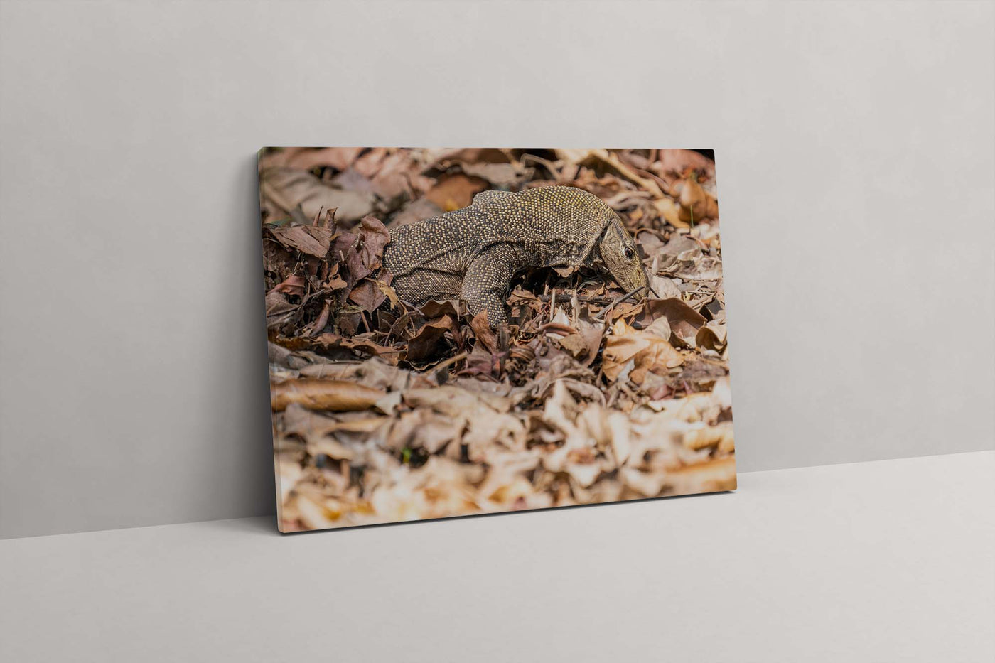 Monitor Lizard (Canvas Prints)