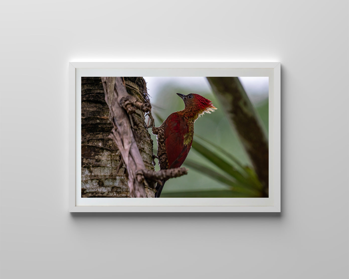 Banded Woodpecker (Framed Prints)