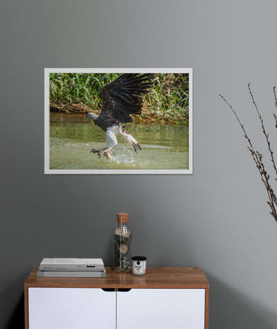 Grey Headed Fish Eagle (Art Prints)