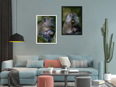 Long Tailed Macaque Cuddle Baby (Art Prints)