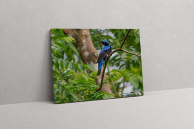 Asian Fairy BlueBird (Canvas Prints)