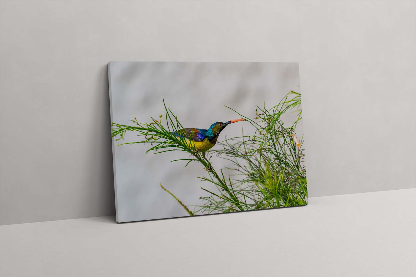 Brown Throated Sunbird (Canvas Prints)