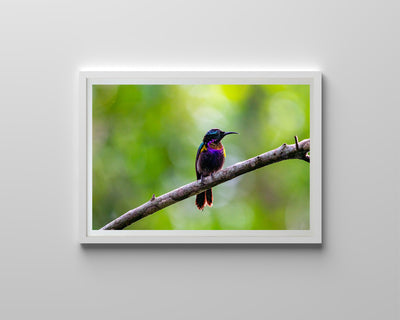 Copper Throated Sunbird (Framed Prints)