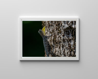 Draco Sumatranus (Framed Prints)