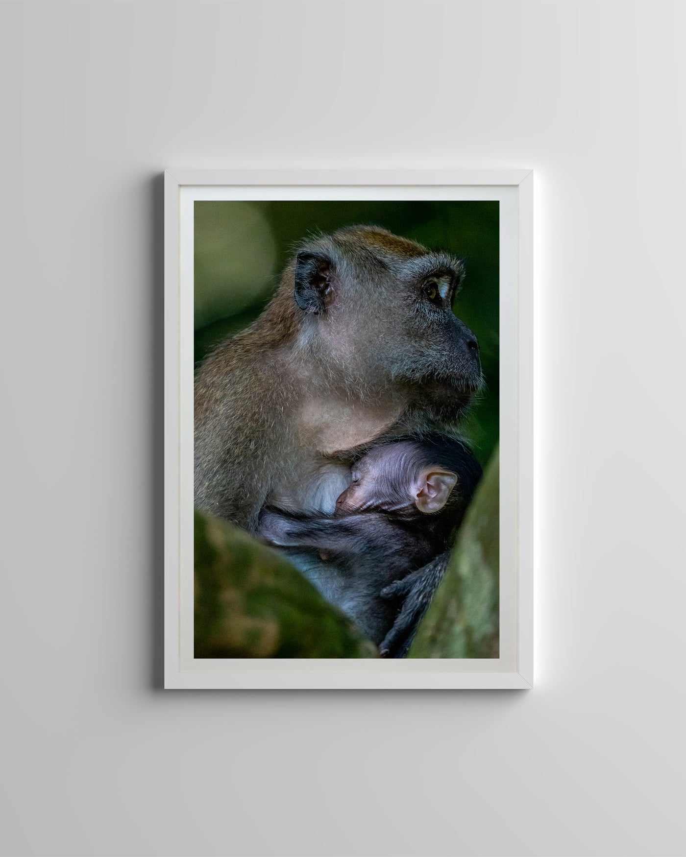Long Tailed Macaque Cuddle Baby (Digital)