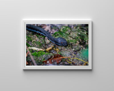 Mangrove Pit Viper (Framed Prints)
