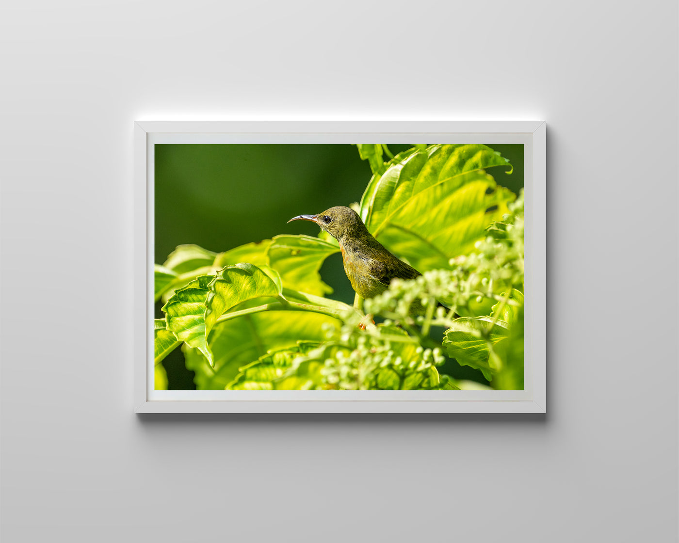 Olive Backed Sunbird (Art Prints)