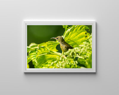 Olive Backed Sunbird (Framed Prints)