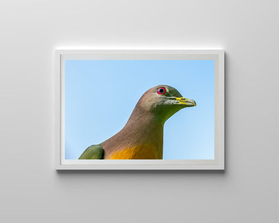 Pink-Necked Pigeon (Framed Prints)