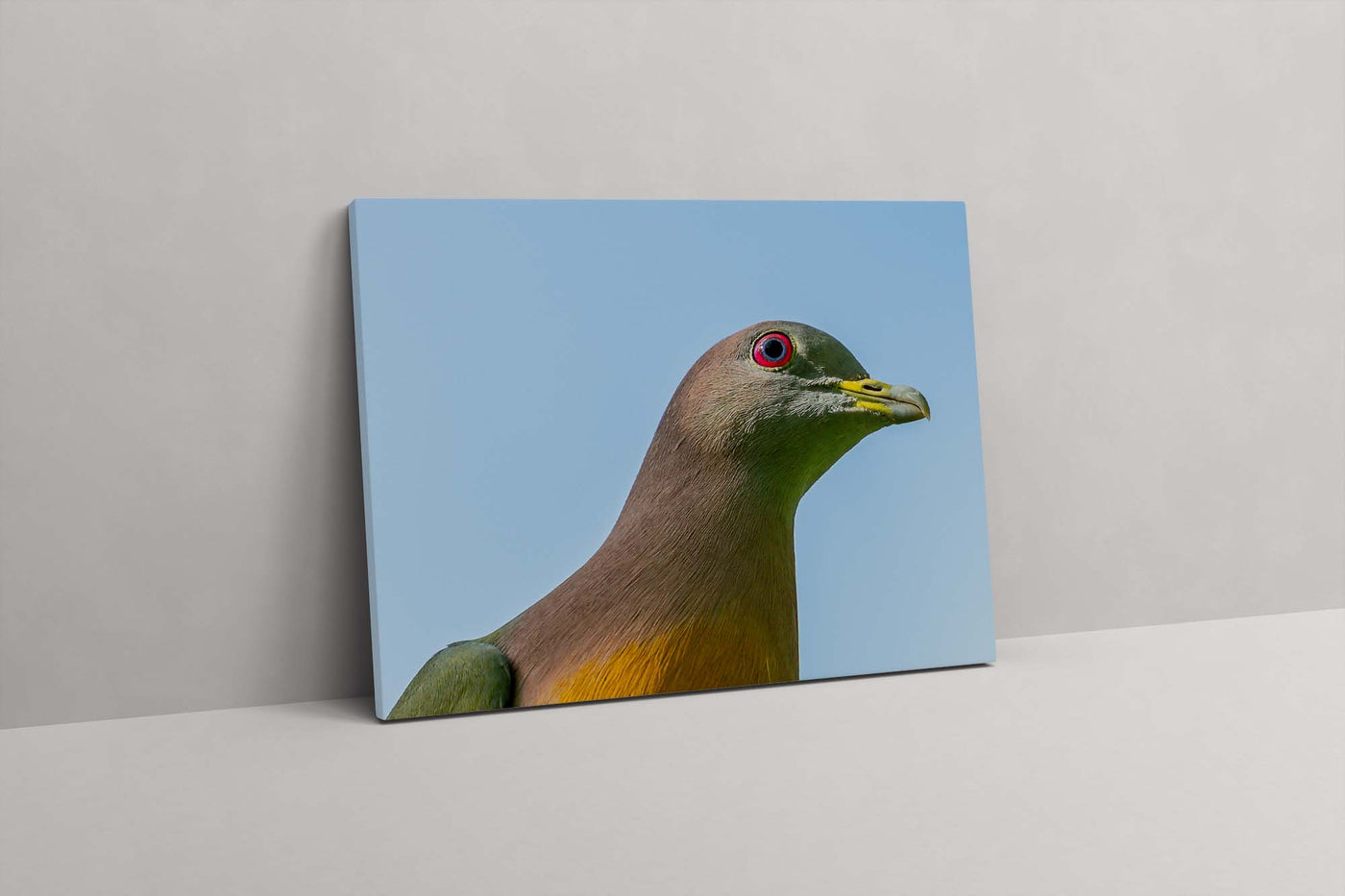 Pink-necked Pigeon (Canvas Prints)