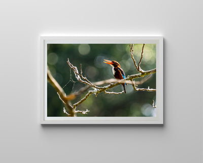 White Throated Kingfisher (Art Prints)