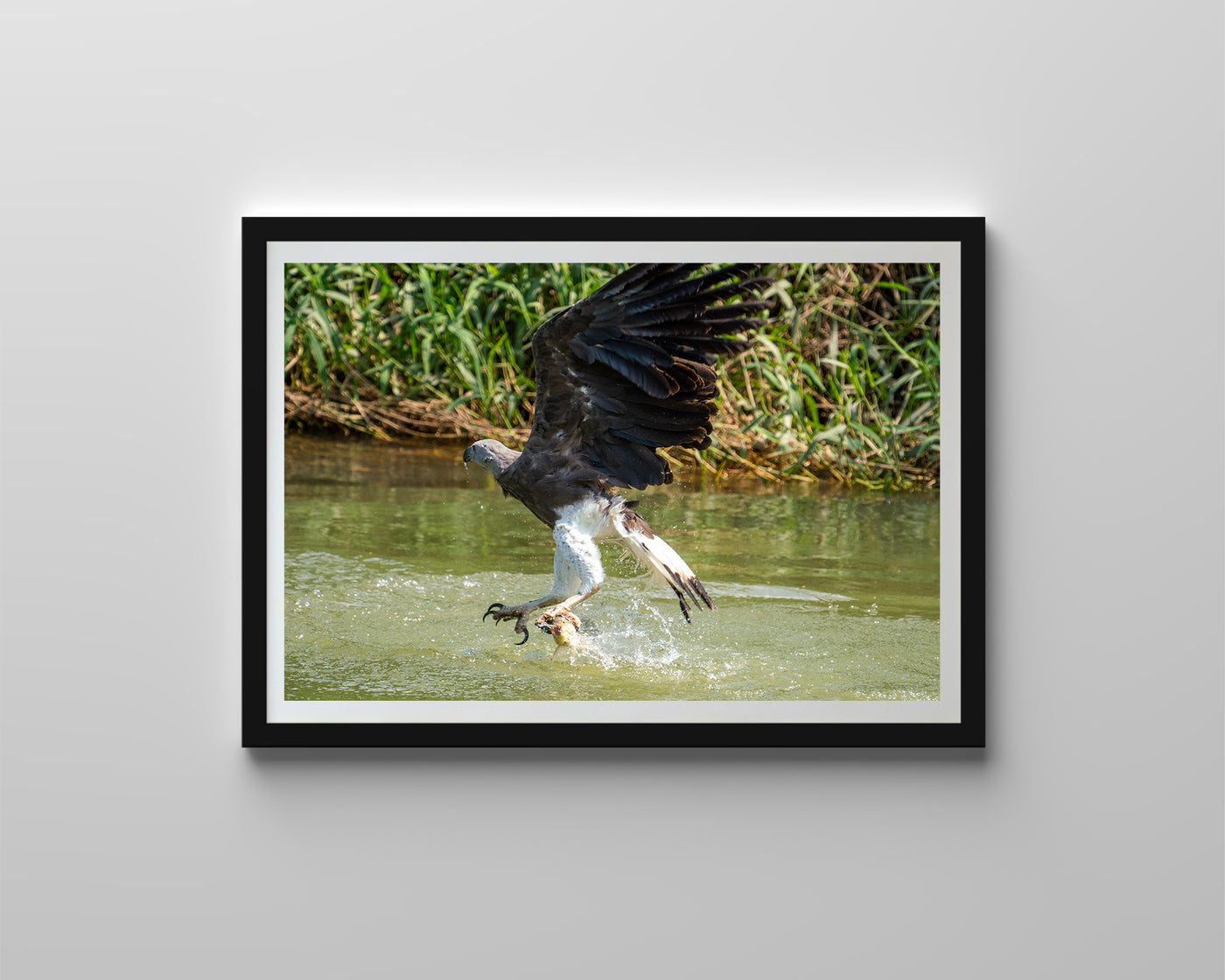 Grey Headed Fish Eagle (Framed Prints)