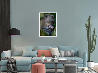 Long Tailed Macaque Cuddle Baby (Framed Prints)