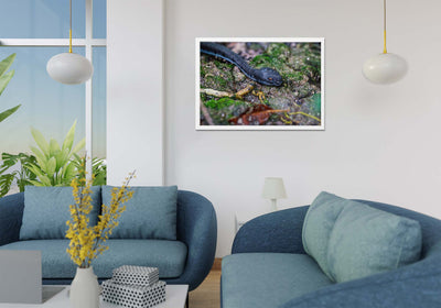 Mangrove Pit Viper (Framed Prints)