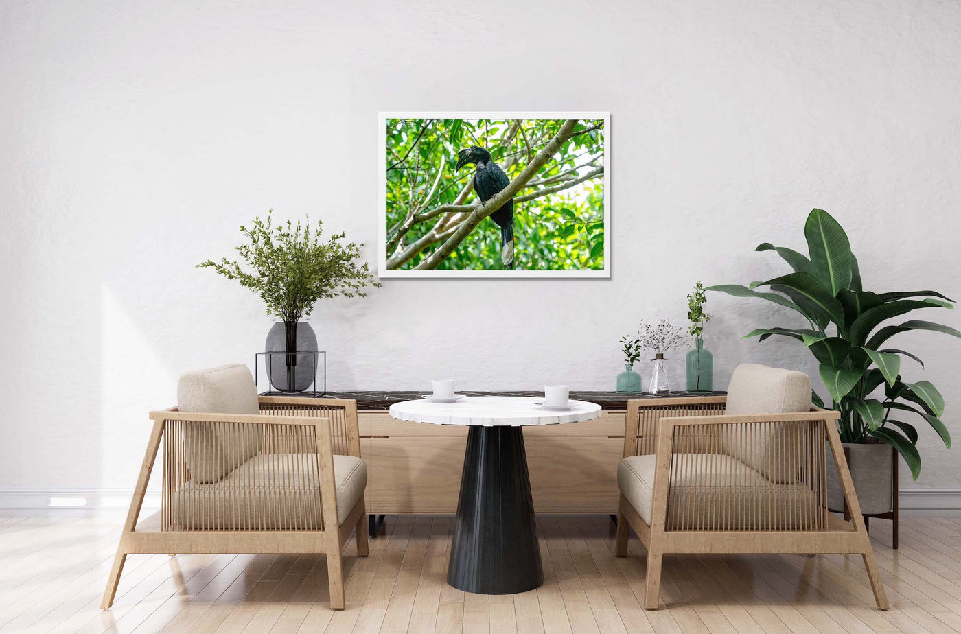 Black Hornbill (Framed Prints)