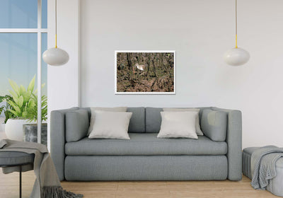 Common Redshank (Framed Prints)
